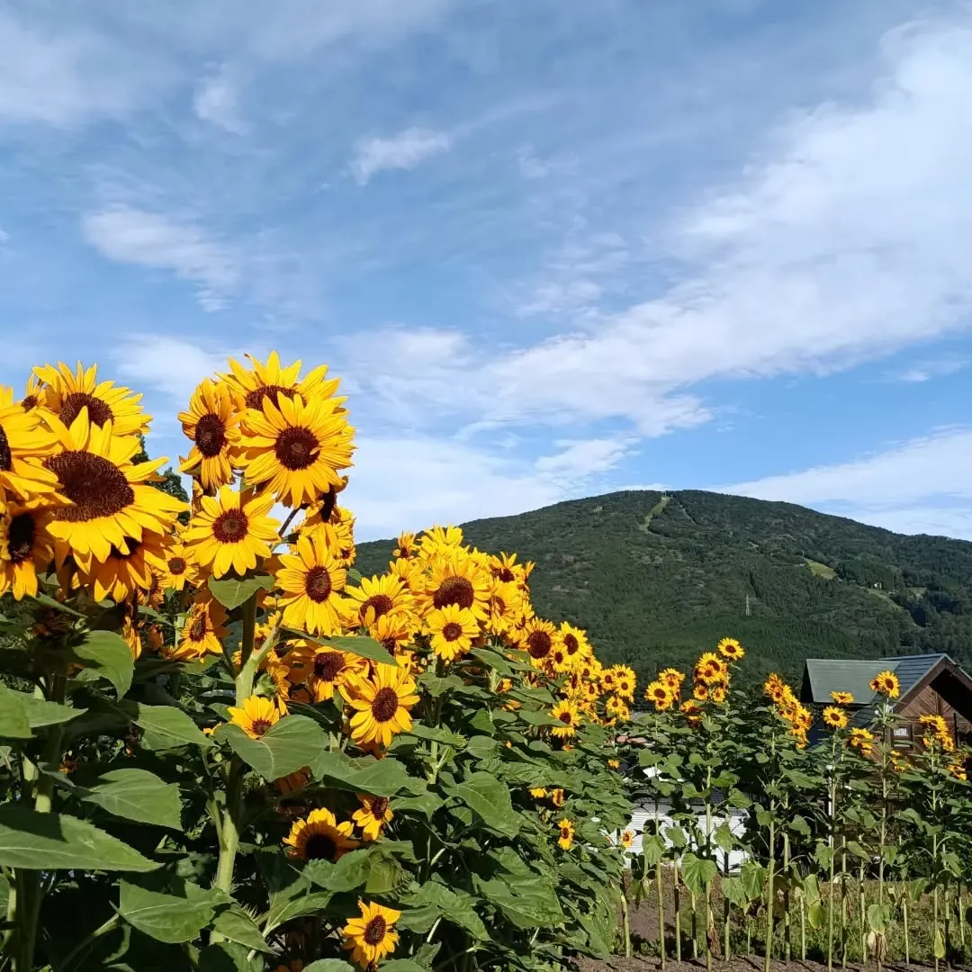 旅館吉和の風 畑からのぞむ女鹿平山と夏空